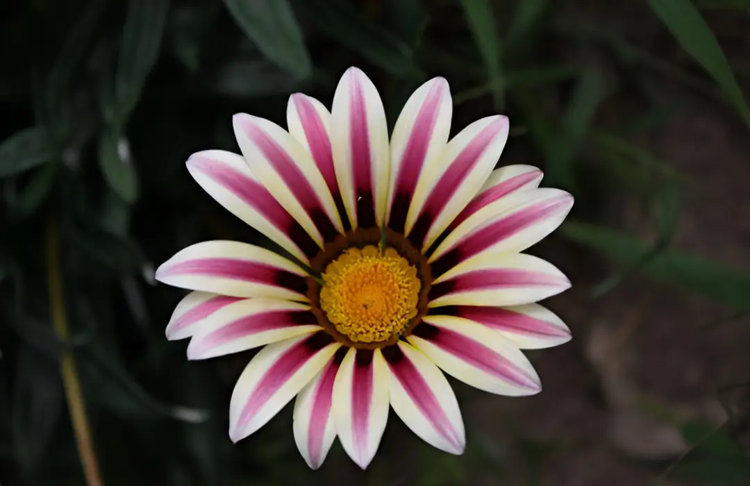 Flora in Macchu Picchu