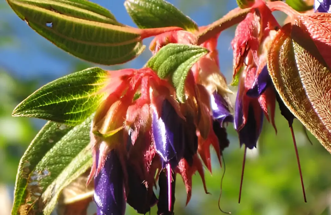 Flora in machu picchu